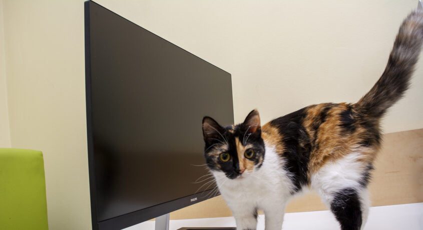 Philips 272E1 Review